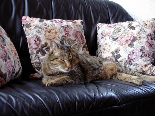 Die Katz auf dem Sofa